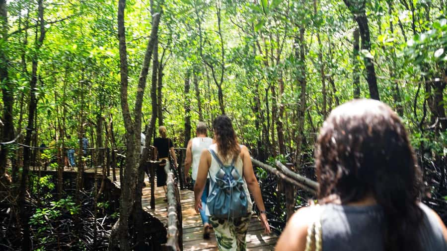 Zanzibar: Jozani Red Colobos Monkey & Salaam Turtle Santuary - Jozani Forest, red colobus monkeys, and the mangroves behind the wow factor