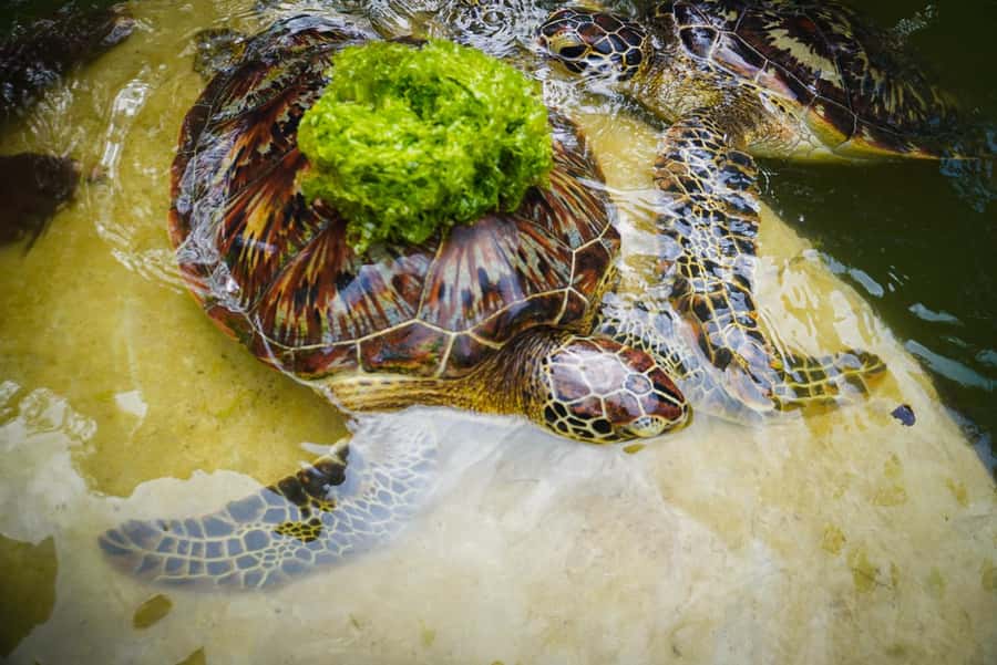 Zanzibar: Maasai village and Nungwi turtles experience trip - Nungwi and the Turtle Lagoon, Why This Stop Matters