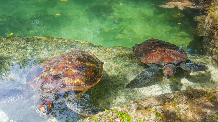 Zanzibar: Maasai village and Nungwi turtles experience trip - Swimming in the Marine Turtle Conservation Lagoon