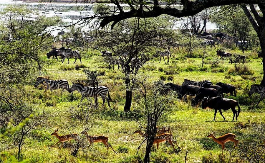 Zanzibar: Mikumi Wonderful Safari with Open Jeeps - Key highlights you will feel on the trip