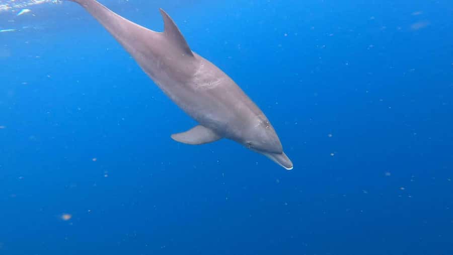 Zanzibar: Mnemba Atoll, Spice farm, Jozani forest & Lunch - Mnemba Atoll by speed boat, with dolphin time that needs the right mindset
