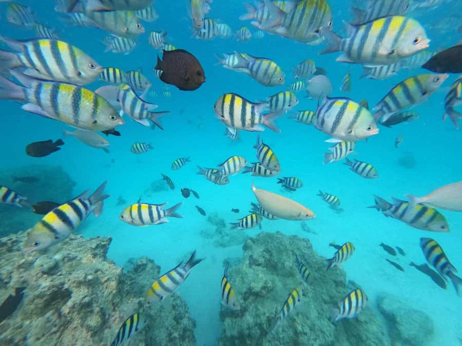 Zanzibar: Mnemba Atoll, Spice farm, Jozani forest & Lunch - Snorkeling at Mnemba Atoll: what you should expect to see