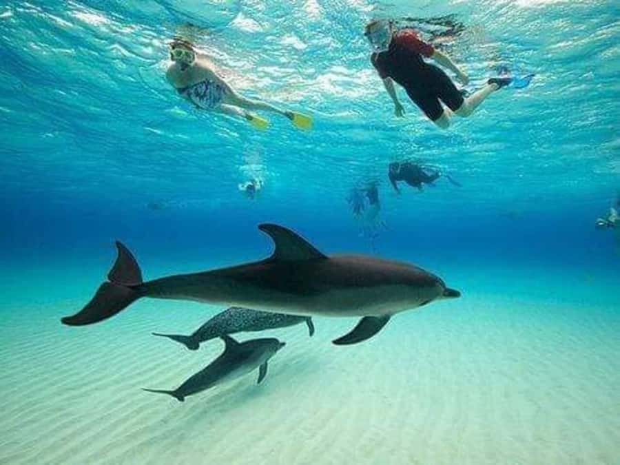 ZANZIBAR : Mnemba Dolphin and Snorkeling Tour - Key things to know before you go