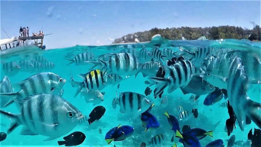 Zanzibar: Mnemba Island Dolphin and Snorkeling Tour - Key highlights worth getting excited about