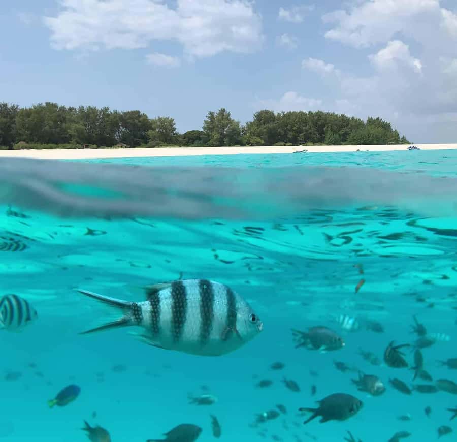 Zanzibar: Mnemba Island Dolphin and Snorkeling Tour - Dolphin spotting and swimming: setting expectations when the sea is busy