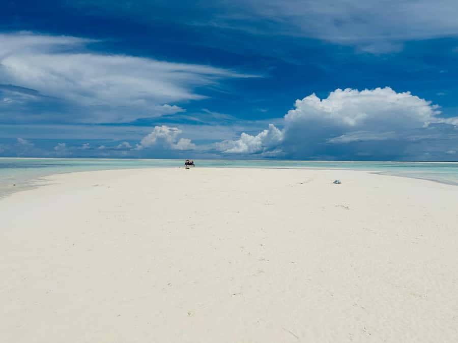 Zanzibar: Mnemba Island Dolphin and Snorkeling Tour - Should you book this Zanzibar Mnemba Island dolphin and snorkeling tour?