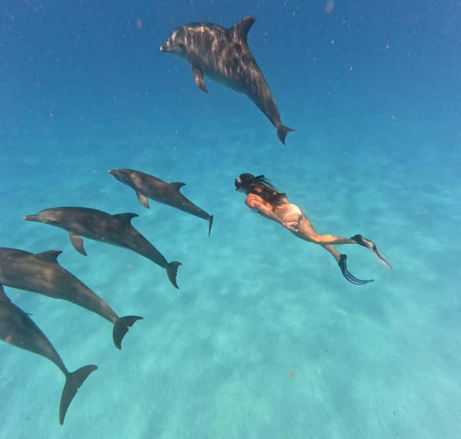 Zanzibar: Mnemba Island&Dolphin Swim With Optional Lunch - Key things I’d circle before booking