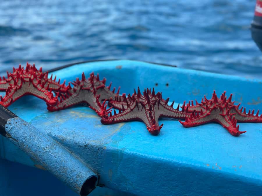 Zanzibar: Mnemba Island&Dolphin Swim With Optional Lunch - Snorkeling Mnemba Atoll: why the reef stop is the value anchor