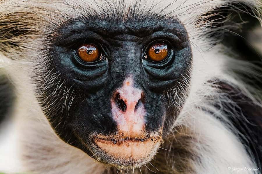 Zanzibar: Mnemba Island & Jozani Forest Tour with Turtles - Who This Tour Suits Best (And Who Should Skip It)