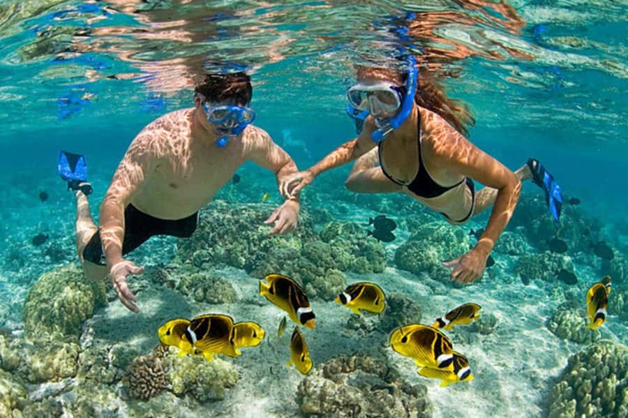 Zanzibar: Mnemba Island & Jozani Forest Tour with Turtles - Should You Book the Mnemba and Jozani Day?
