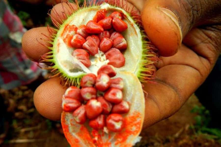 Zanzibar: Mnemba Island, Prison Island and Salaam Cave Tour - Who should book this Zanzibar tour, and who should skip it