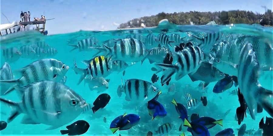 Zanzibar: Mnemba Island Snorkeling and Dolphin Tour - Key takeaways before you go
