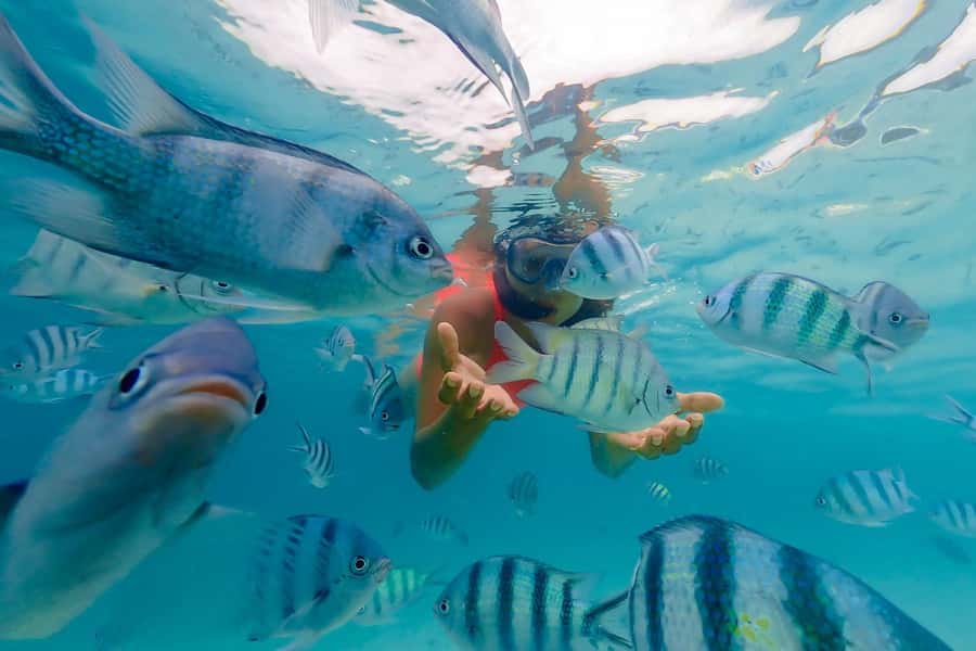 Zanzibar: Mnemba Island Snorkeling and Dolphin Tour - Wild dolphin swim, how to maximize your odds (and enjoy it either way)