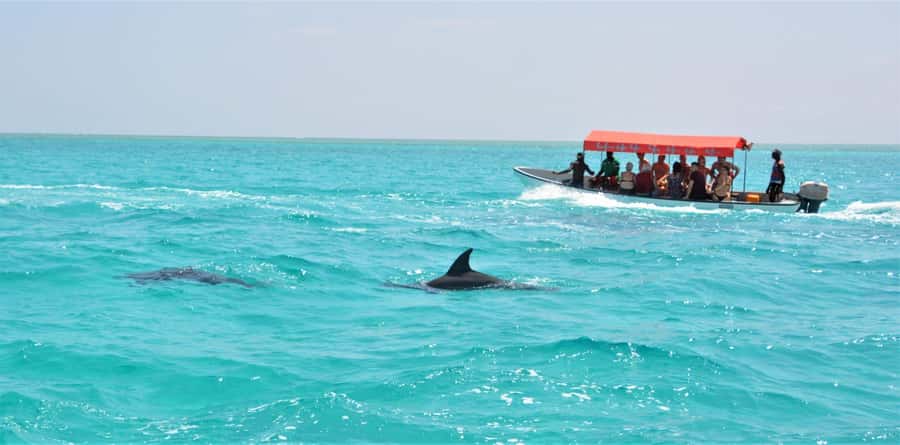 Zanzibar: Mnemba Island Snorkeling & Dolphin - Key Highlights You Should Care About