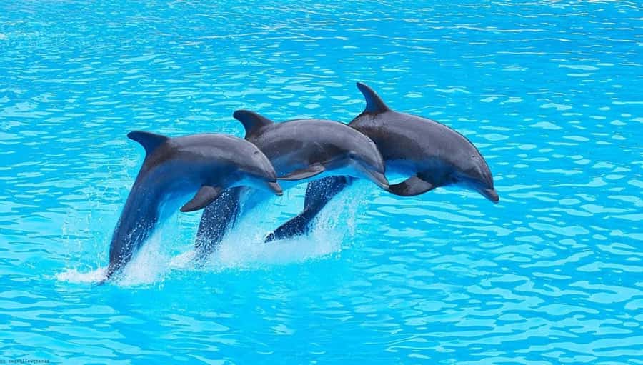Zanzibar: Mnemba Island Snorkeling & Dolphin - Why Mnemba Island From Nungwi Works
