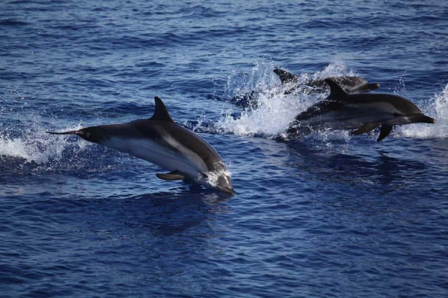 Zanzibar: Mnemba Island Snorkeling & Dolphin - Snorkeling Mnemba: Coral Habitat And The Fish You Can Actually Identify