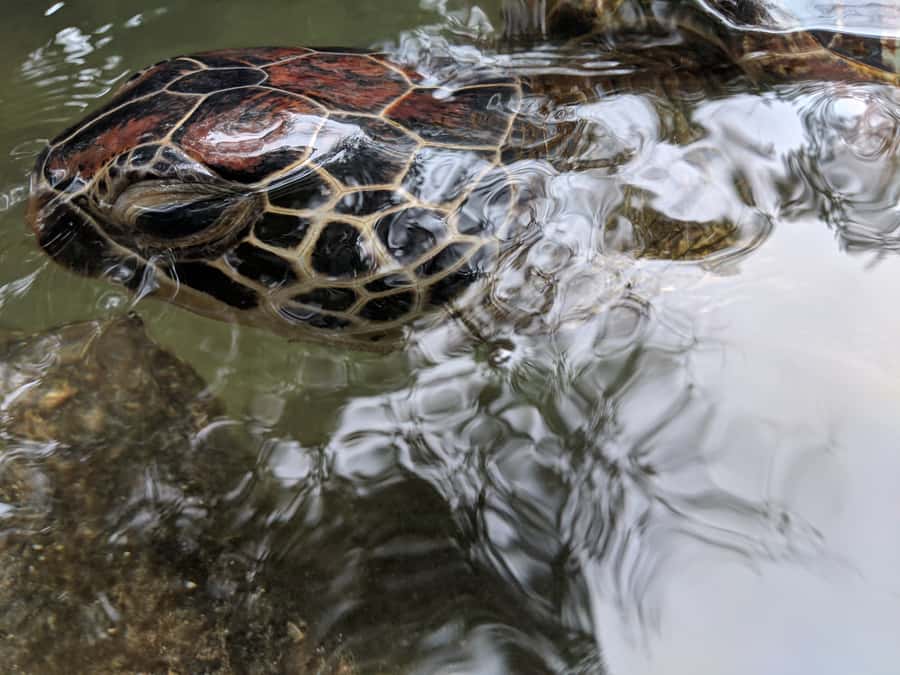 Zanzibar: North Coast and Turtle Sanctuary Tour - Turtle sanctuary: rehab, recovery, and a real release plan