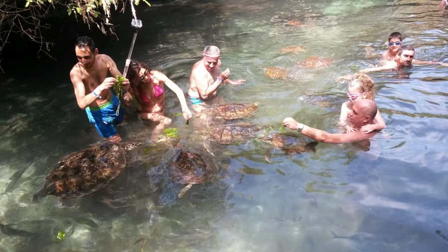 Zanzibar: North Coast and Turtle Sanctuary Tour - Snorkeling gear and the turtle swim: what to expect in the water