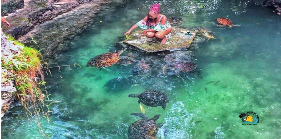 Zanzibar: Nungwi Cultural Village Tour and Swim Turtles - Starting in Nungwi, Zanzibar’s Northern Fishing Village