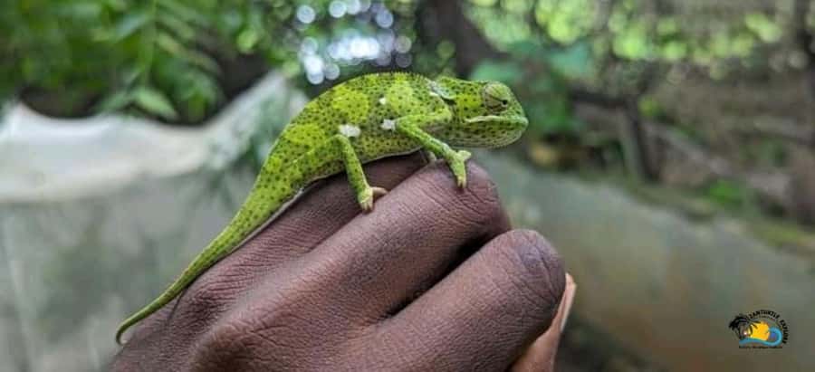 Zanzibar: Nungwi Kilosa Zoo Conservation Tour - Who this tour suits best, and who might prefer something else