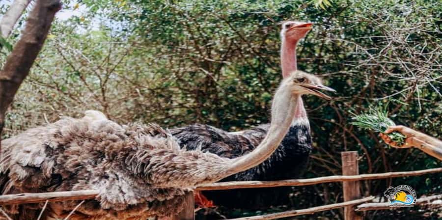 Zanzibar: Nungwi Kilosa Zoo Conservation Tour - The animal encounters that people remember