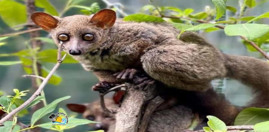 Zanzibar: Nungwi Kilosa Zoo Conservation Tour - Practical tips to enjoy the tour (and not stress during it)