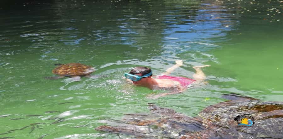 Zanzibar: Nungwi Kilosa Zoo & Swimming with Turtles - Baraka Aquarium turtle swim: the highlight, with real water guidance