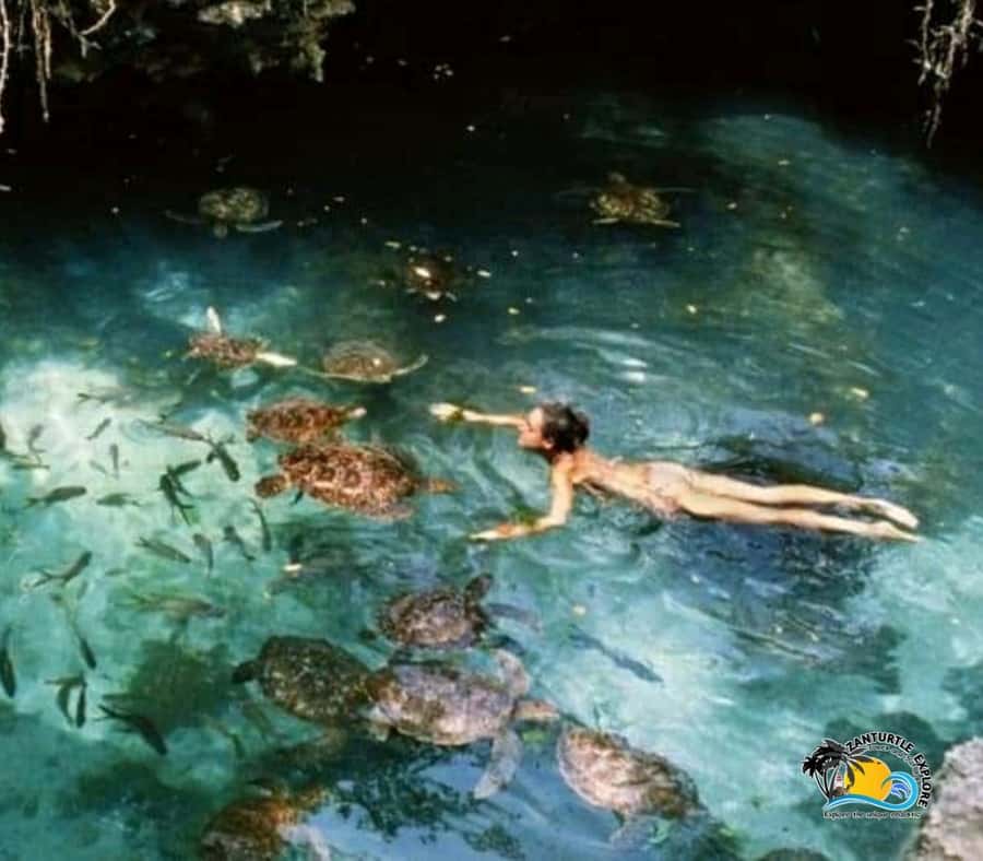 Zanzibar: Nungwi Kilosa Zoo & Swimming with Turtles - Lunch in Nungwi: budget it, and do not expect it to be fully covered