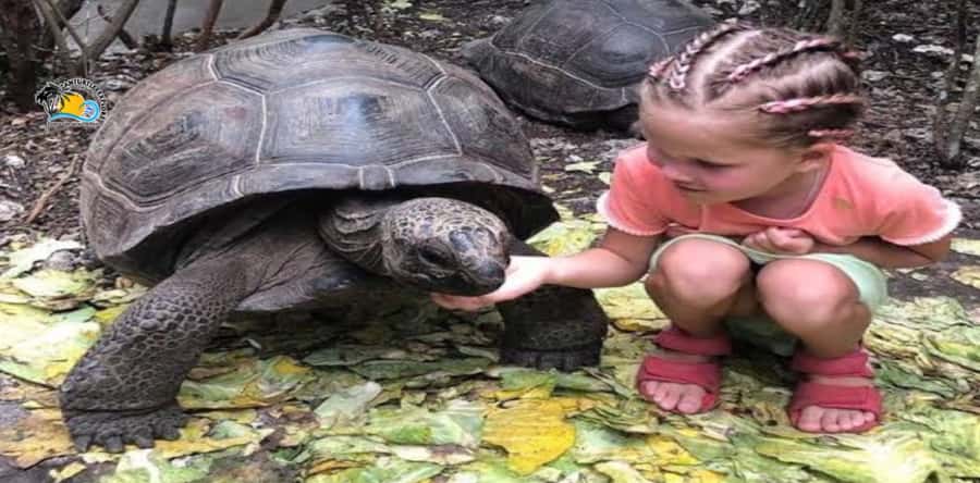 Zanzibar: Nungwi Kilosa Zoo & Swimming with Turtles - Pickup zones and what private group means for your comfort