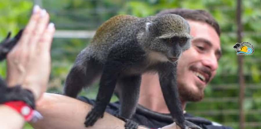 Zanzibar: Nungwi Kilosa Zoo & Swimming with Turtles - Price and value: is $61 per person fair?