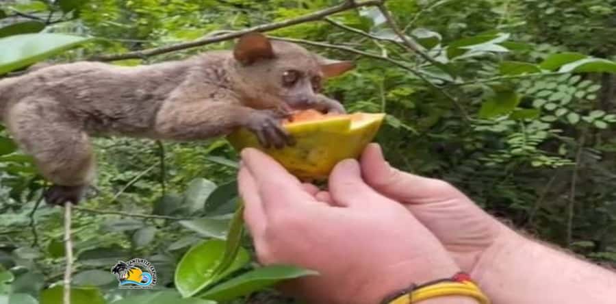 Zanzibar: Nungwi Kilosa Zoo & Swimming with Turtles - Who should book this tour, and who should pass