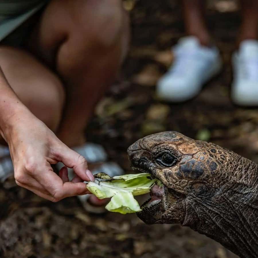 Zanzibar: Prison Island & Giant Tortoises with Pickup - Beach time and snorkeling: how to get your money’s worth