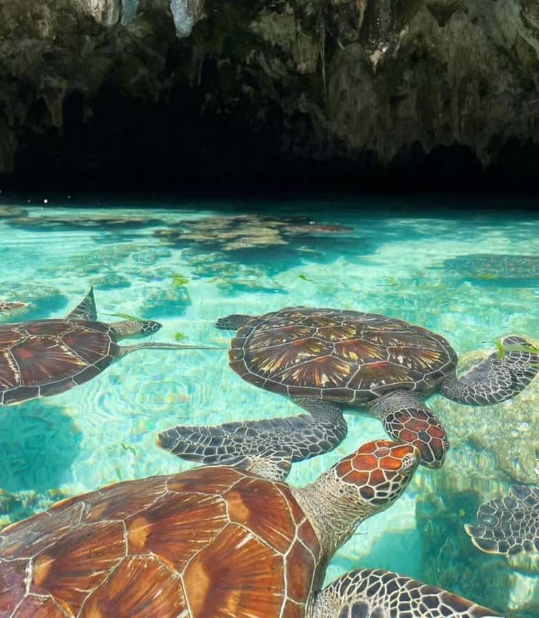ZANZIBAR: Prison Island, Jozani Forest & SeaTurtle Sanctuary - Price and Value: What You’re Paying For