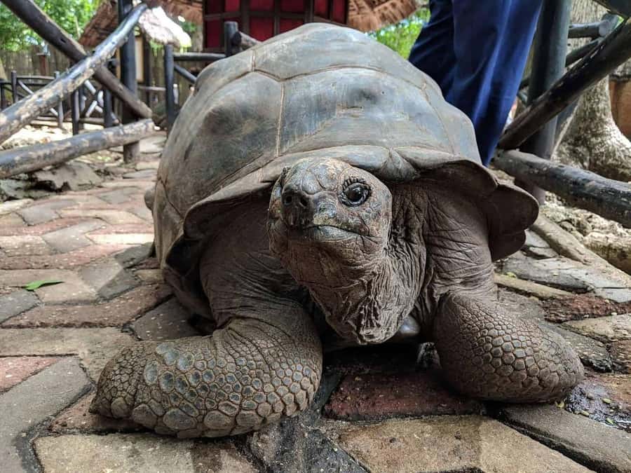 ZANZIBAR: Prison Island, Jozani Forest & SeaTurtle Sanctuary - What to Bring (And What Will Make You Miserable If You Forget It)