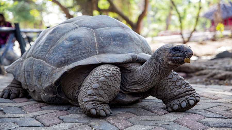 Zanzibar; Prison Island, Nakupenda, StoneTown Tour with BBQ - Prison Island: tortoises, photo time, and the island story
