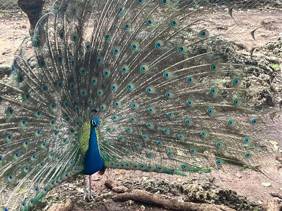 Zanzibar: Prison island Private half day tour - Peacocks, photos, and the symbol of beauty and good fortune