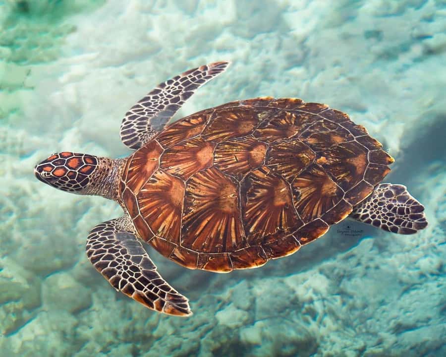 Zanzibar: Prison island, Sea Turtle Sanctuary + Mtende Beach - Key points before you go