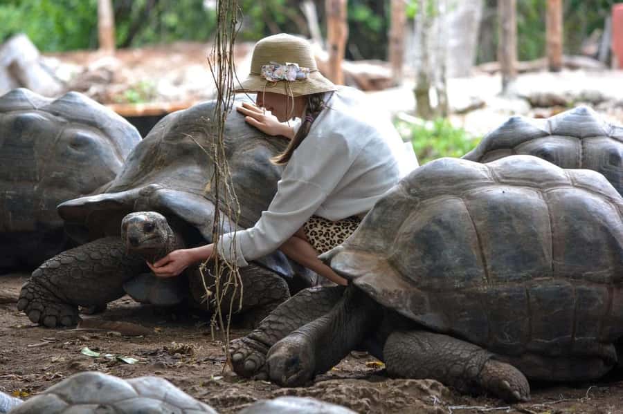 Zanzibar: Prison island, Sea Turtle Sanctuary + Mtende Beach - How the boat trip, van time, and Stone Town traffic shape the day