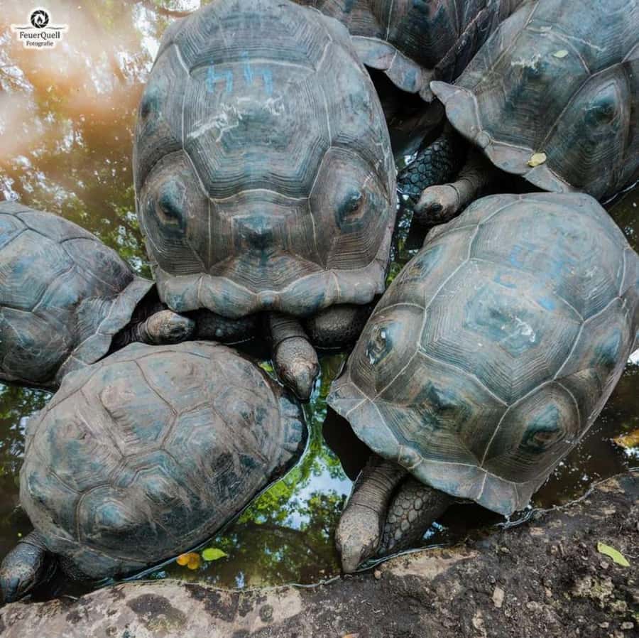 Zanzibar: Prison island, Sea Turtle Sanctuary + Mtende Beach - Price and value: is $60 per person worth it?