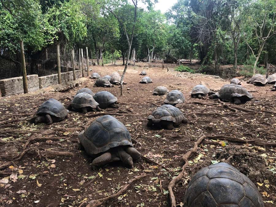 Zanzibar: Prison Island, Stone Town, & Spice Farm Tour - How This 8-Hour Zanzibar Tour Fits Together