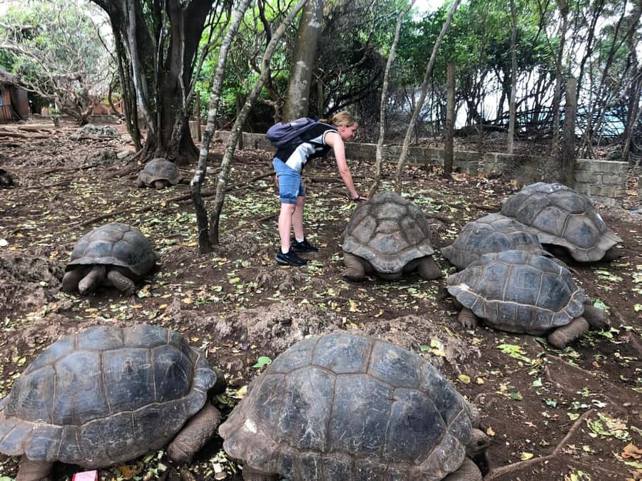 Zanzibar: Prison Island, Stone Town, & Spice Farm Tour - Changuu Island (Prison Island): Giant Tortoises and a Prison Built in 1893
