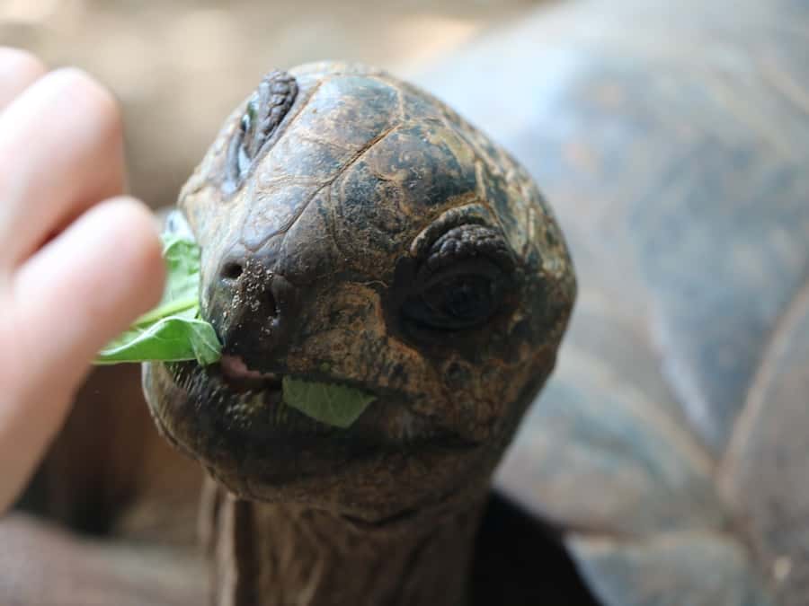 Zanzibar : Prison Island Tour - Prison Island, the Tortoises, and the Name You Keep Hearing