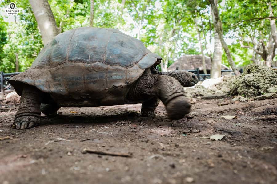Zanzibar : Prison Island Tour - FAQ