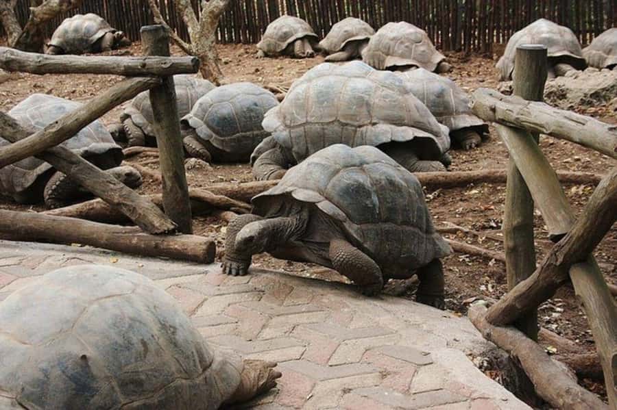 Zanzibar: Prison Island Tour with Giant Tortoises &Boat Ride - Why Prison Island works as a quick Stone Town escape