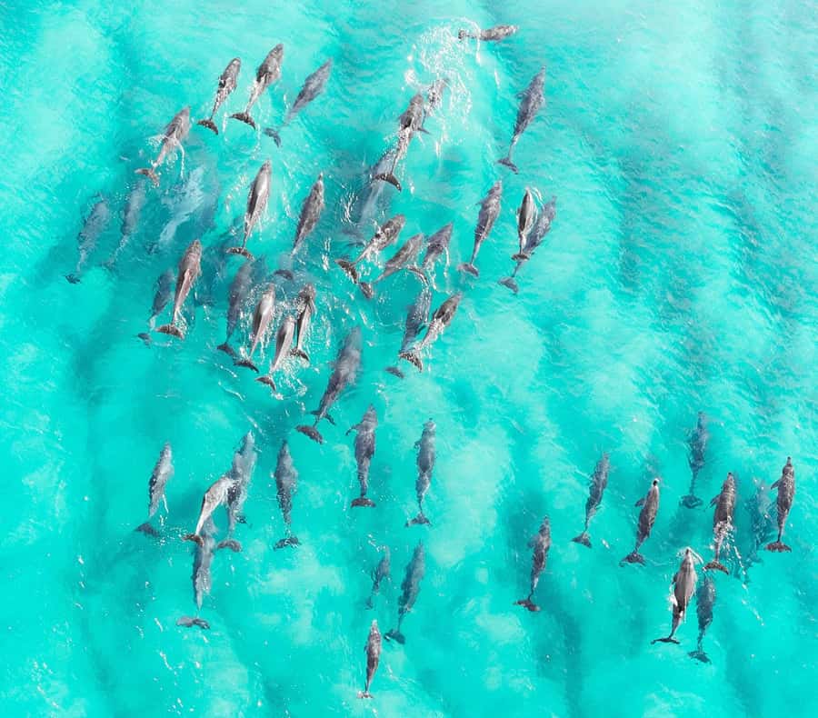 Zanzibar: Private Sail to Pungume Sandbank with BBQ Lunch - The dolphin part near Kizimkazi, and how to think about success