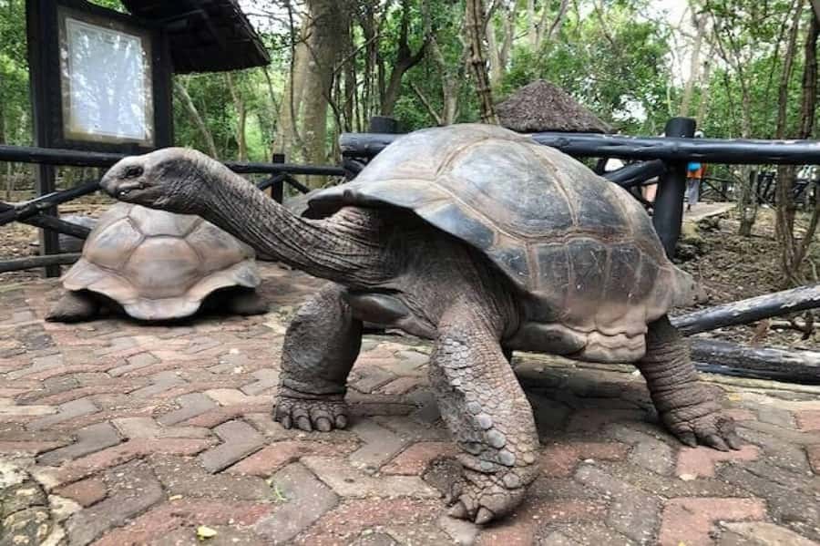 Zanzibar: Private Stone Town, Prison Island & SpiceFarm Tour - Guide quality and transport, what to watch so your day runs smoothly