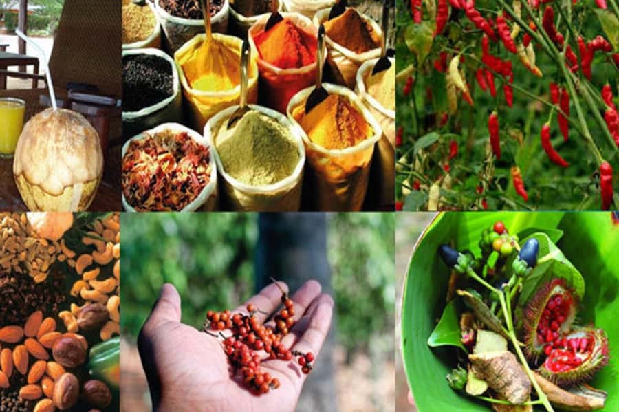 Zanzibar: Private Stone Town, Prison Island & SpiceFarm Tour - Who should book this Zanzibar Stone Town to Spice Farm day