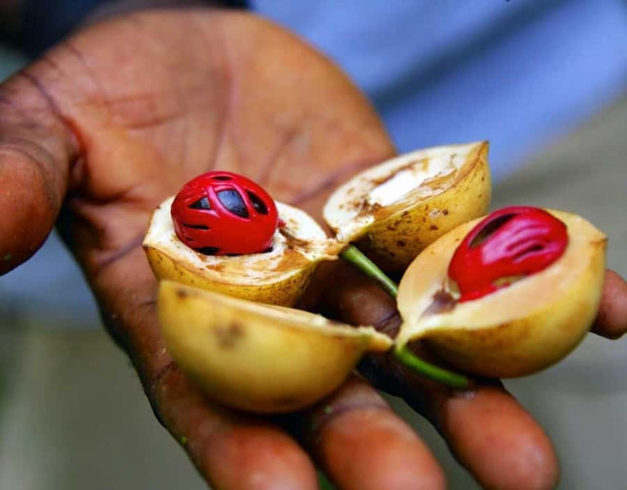 Zanzibar: Private Stone Town, Prison Island & SpiceFarm Tour - FAQ