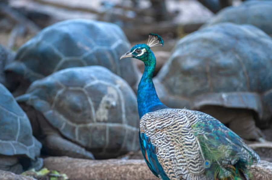 Zanzibar: Private Stone Town & Prison Island Tour - Prison Island (Changuu): Giant Aldabra Tortoises Up Close