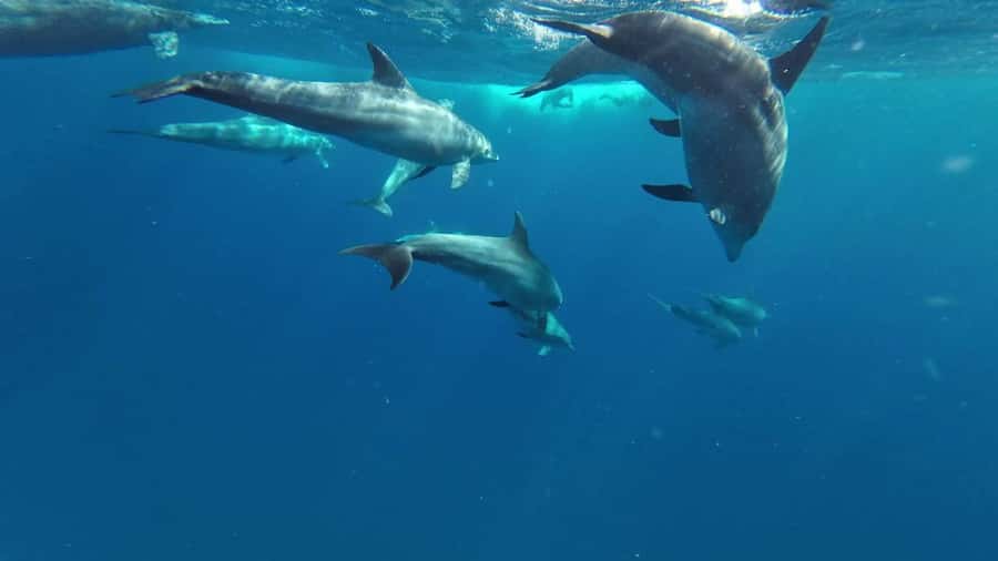 Zanzibar: Pungume island-dolphin watching - BBQ Lunch - Pongume Island in Zanzibar’s south, why it feels different